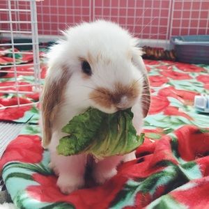 Meet your Posher, Mackenzi